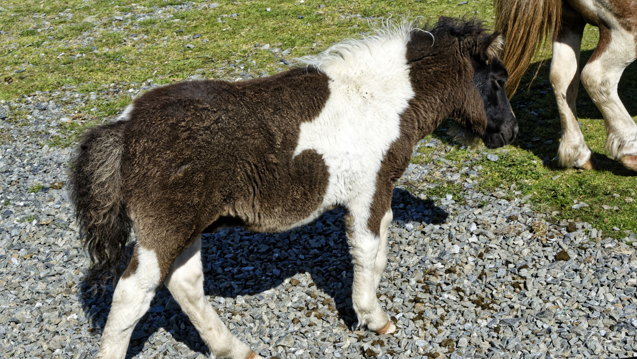 20230727 113211•Scalloway•Shetland•Scotland•UK